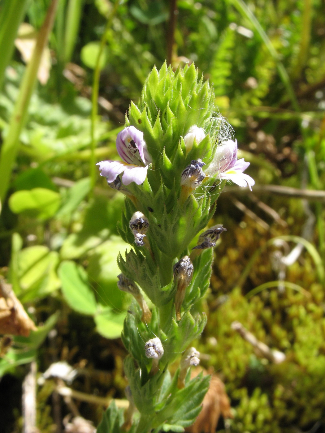 Изображение особи Euphrasia regelii.