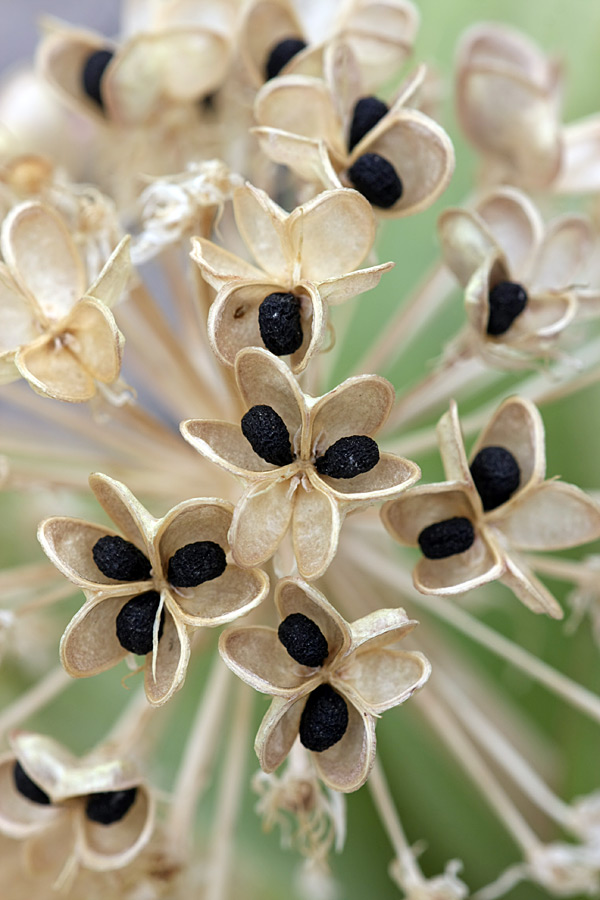 Image of Allium karataviense specimen.