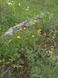 Potentilla caucasica