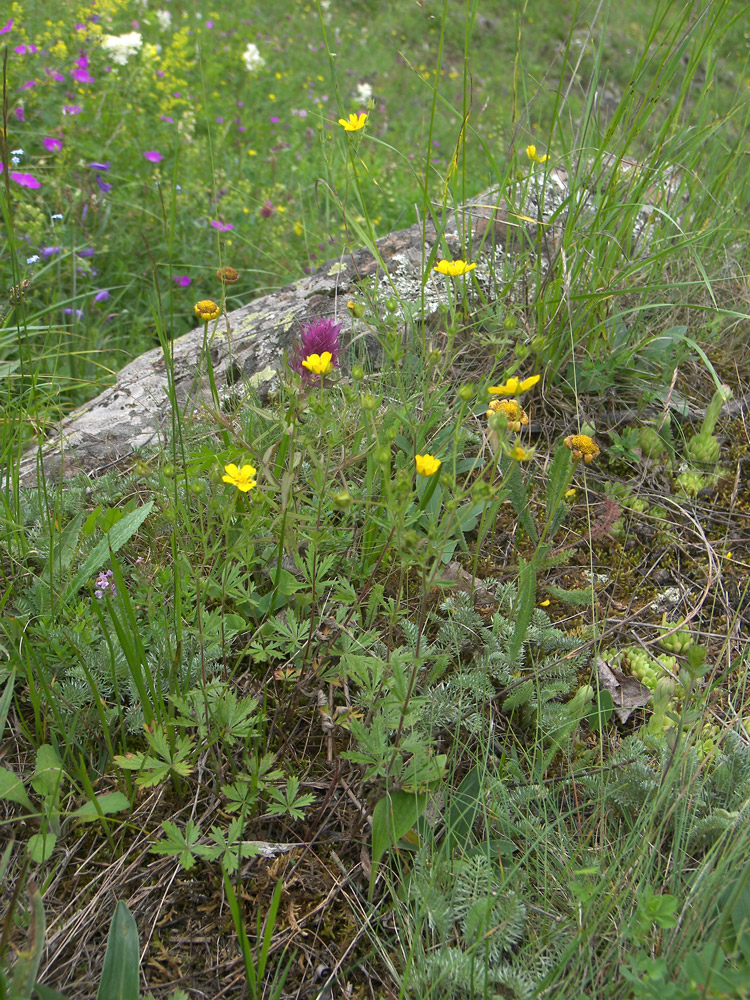 Image of Potentilla caucasica specimen.