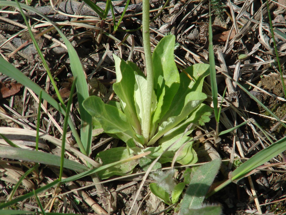 Изображение особи Primula farinosa.