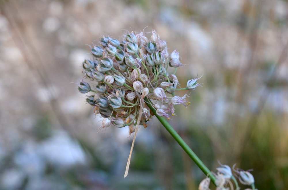 Image of genus Allium specimen.