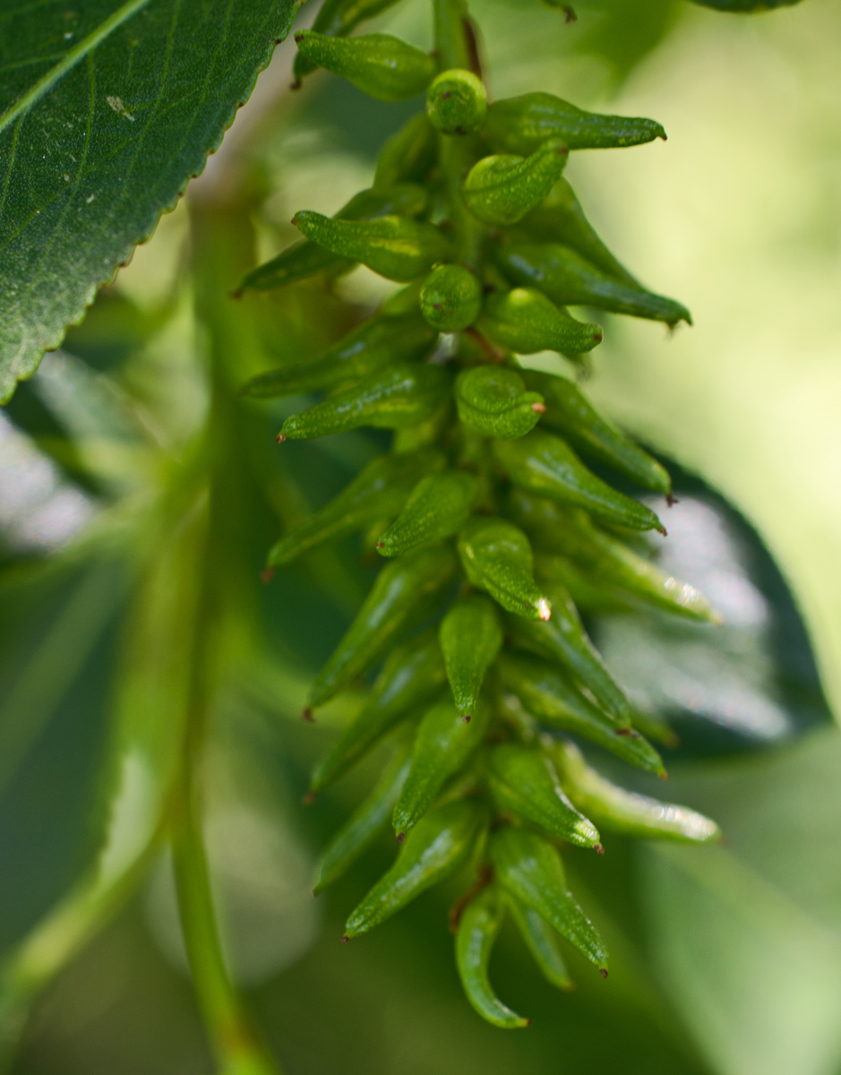 Изображение особи Salix pseudopentandra.