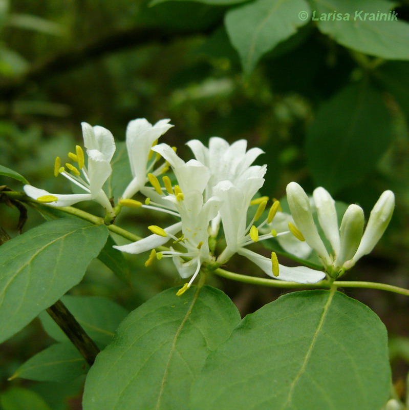 Изображение особи Lonicera maackii.