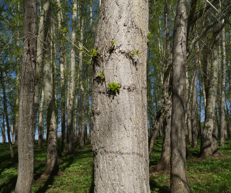 Image of Populus &times; sibirica specimen.