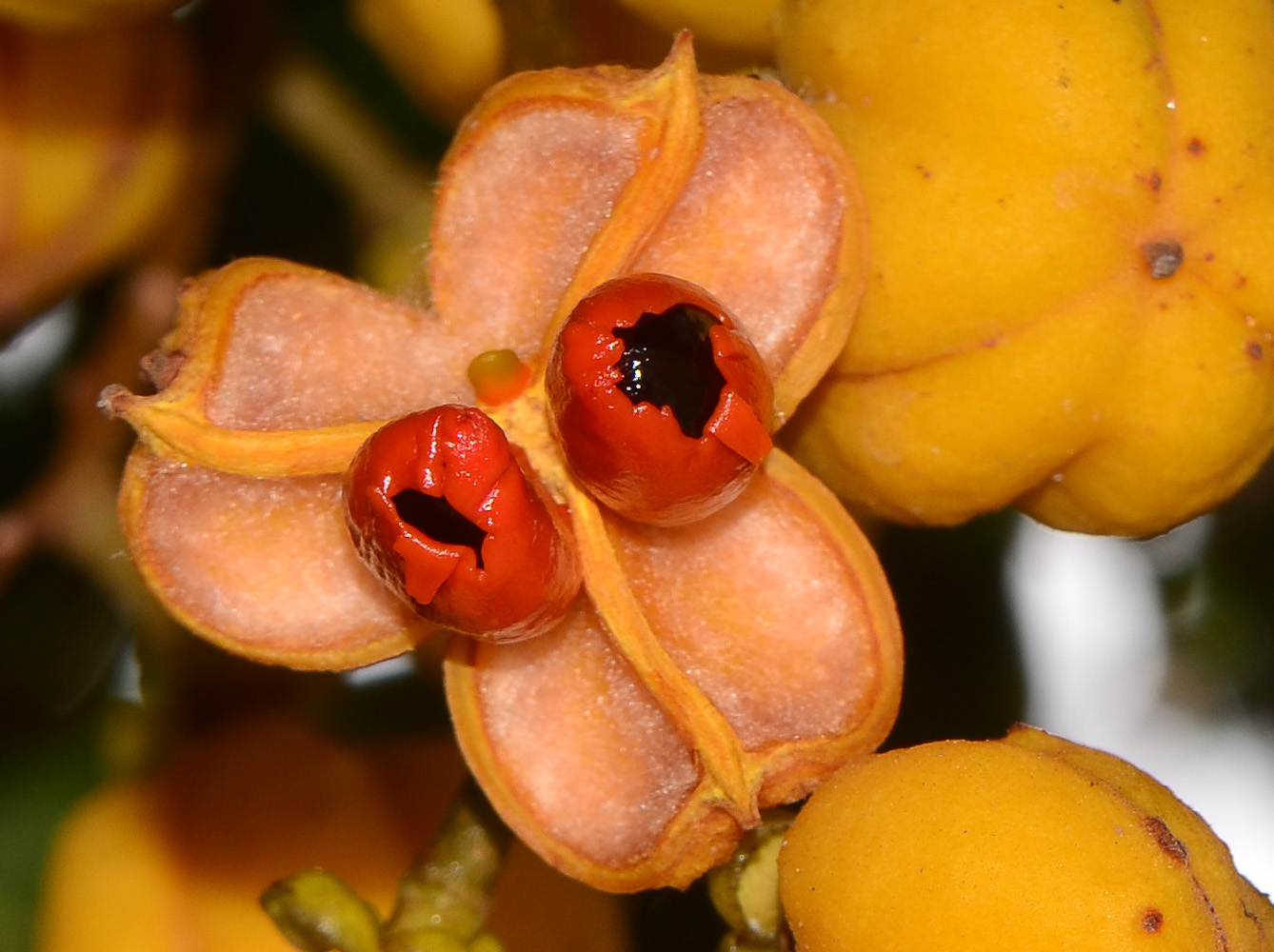 Image of Cupaniopsis anacardioides specimen.