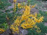 genus Forsythia. Цветущее растение. Краснодарский край, г. Сочи, Лазаревский р-н, пос. Дагомыс, в культуре. 25.03.2016.