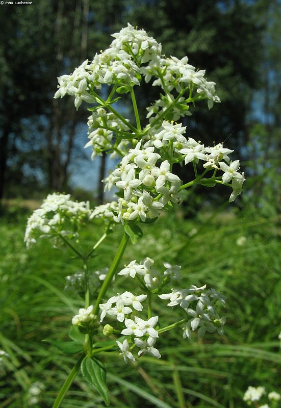 Изображение особи Galium rubioides.