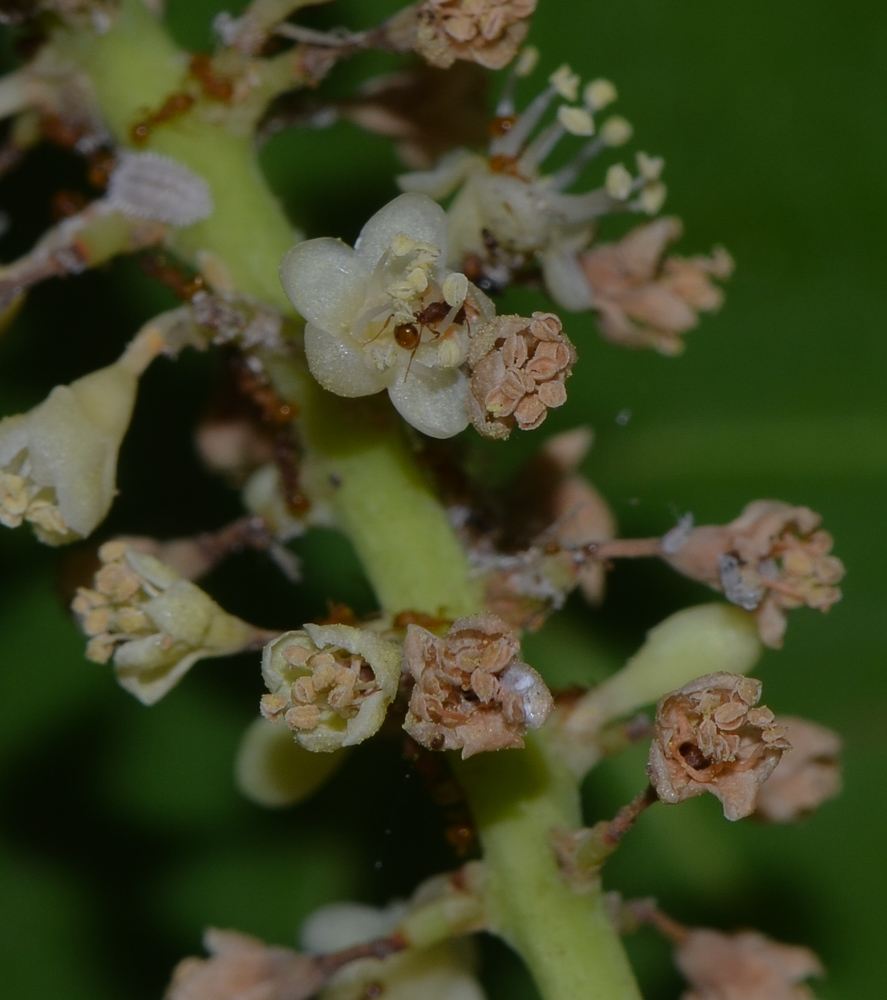 Изображение особи Coccoloba uvifera.