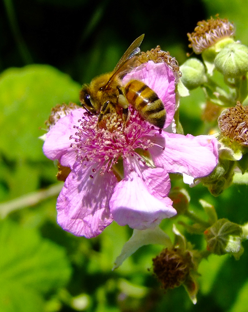 Image of Rubus sanctus specimen.