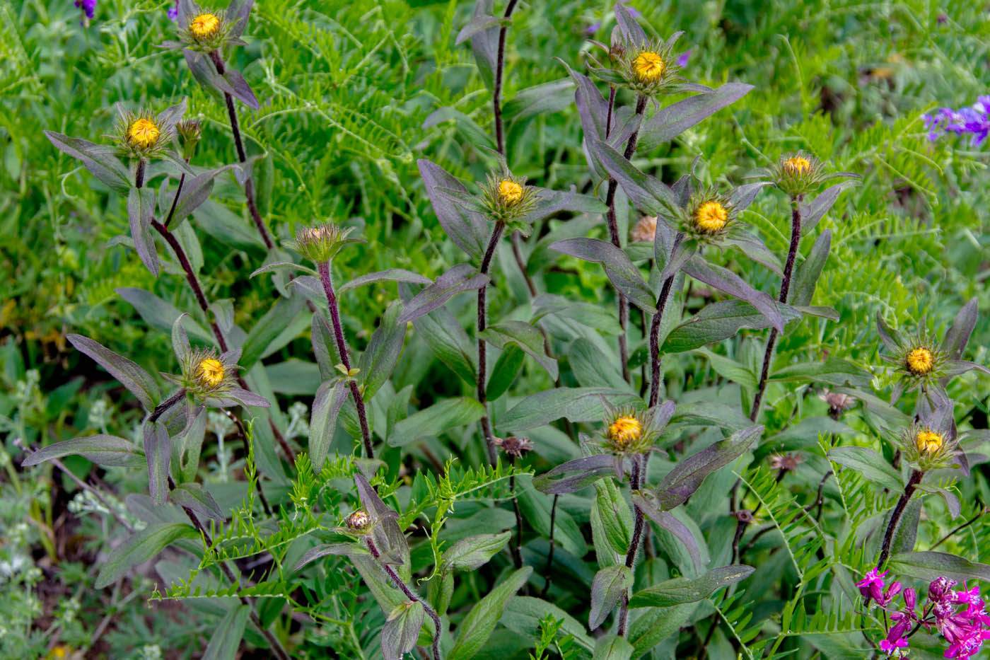 Image of Inula hirta specimen.