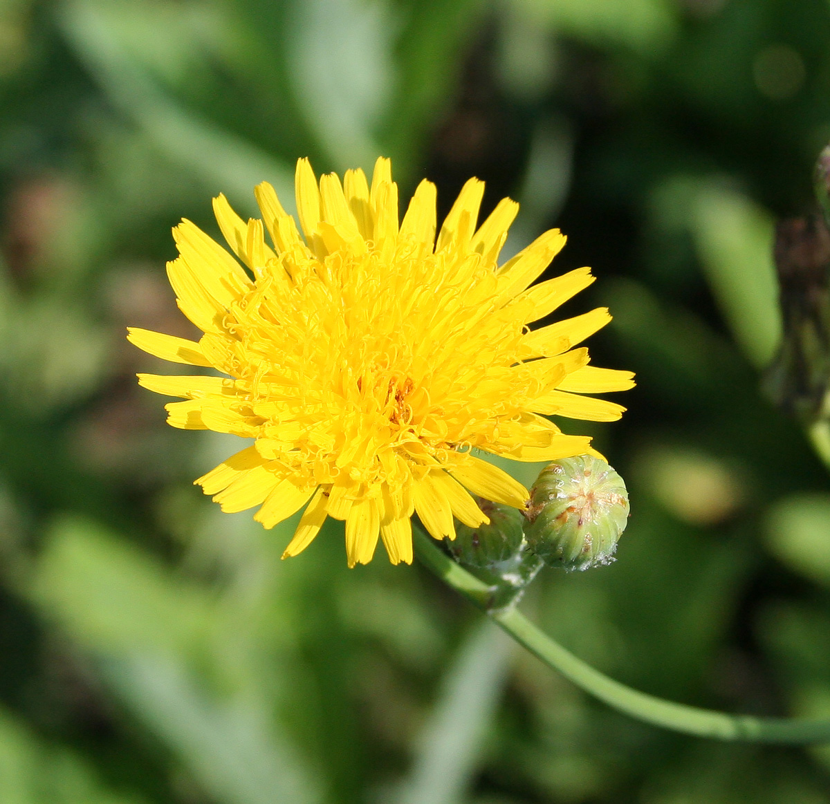 Image of Sonchus arvensis ssp. uliginosus specimen.