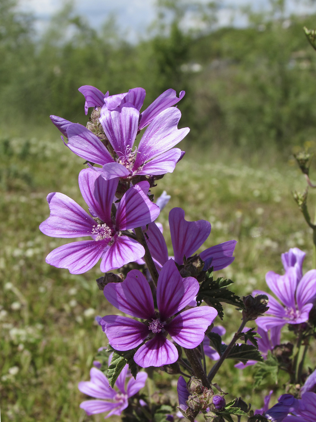 Изображение особи Malva sylvestris.