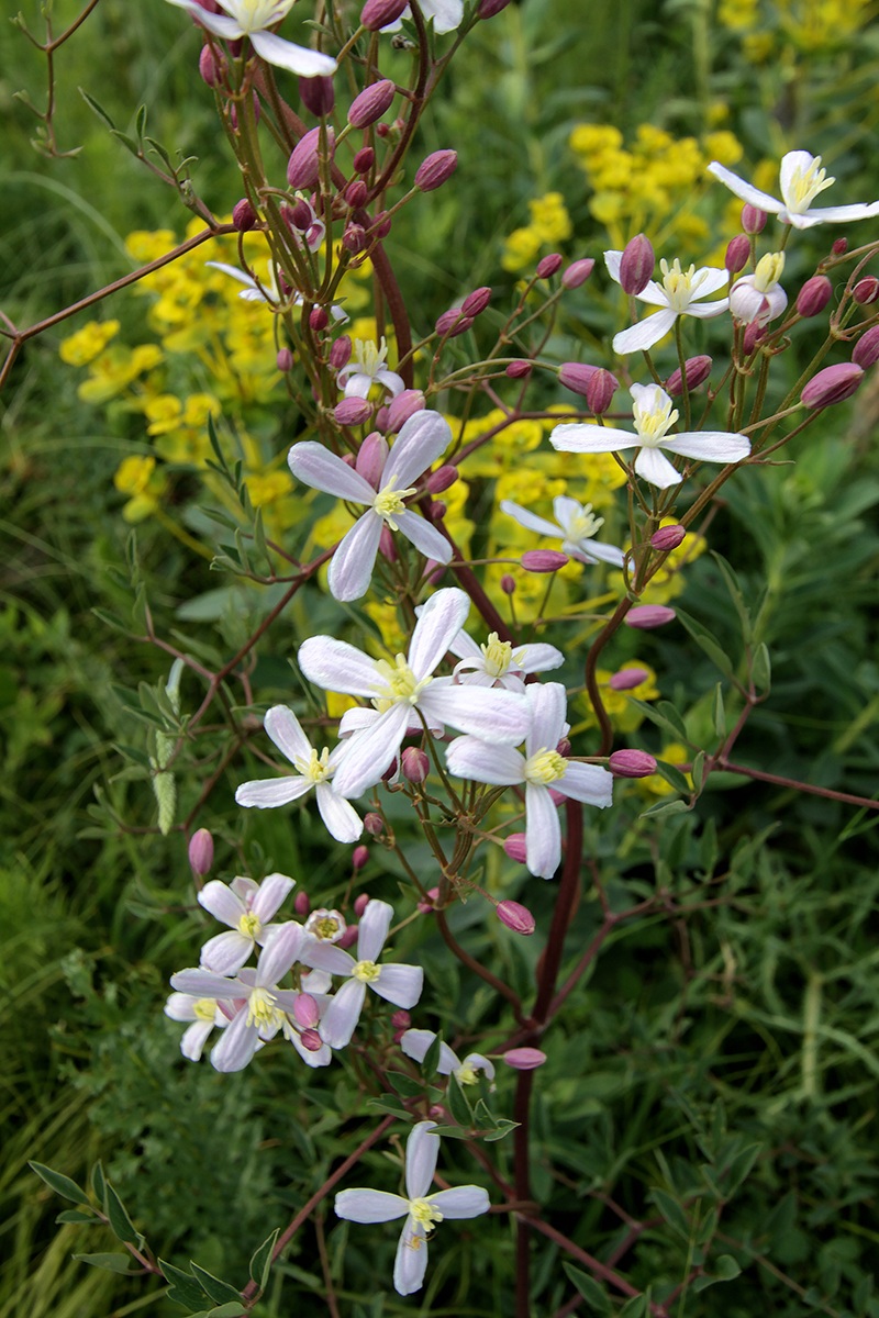 Изображение особи Clematis lathyrifolia.