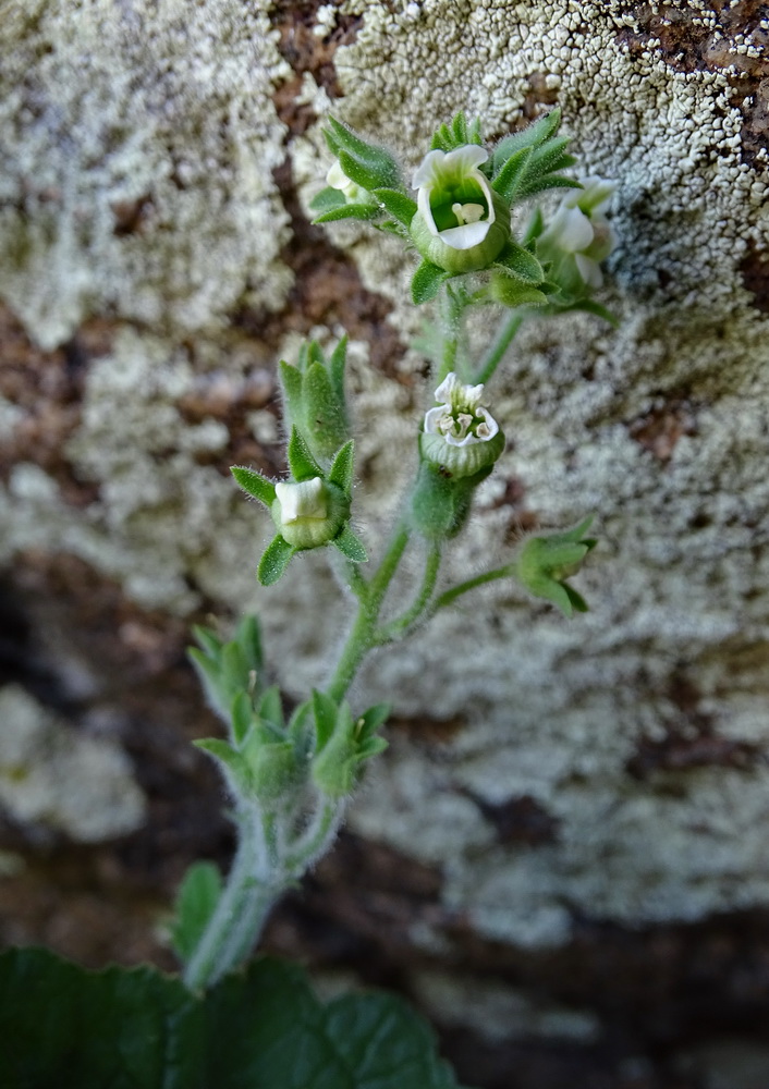 Image of Scrophularia altaica specimen.