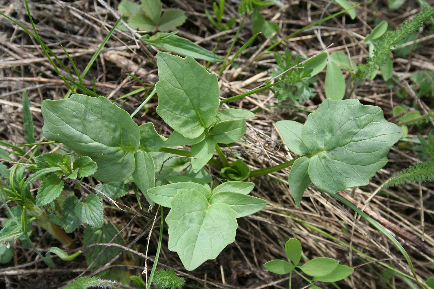 Image of genus Valeriana specimen.