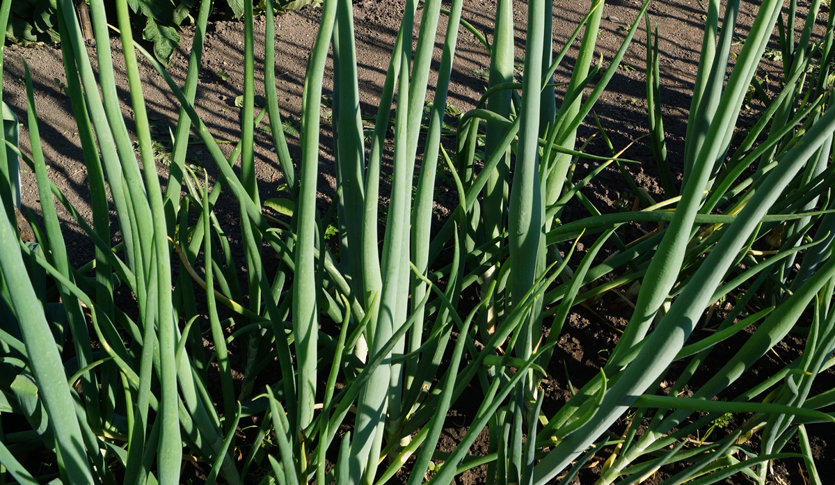 Image of Allium cepa specimen.