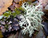 Смотреть изображение Evernia prunastri