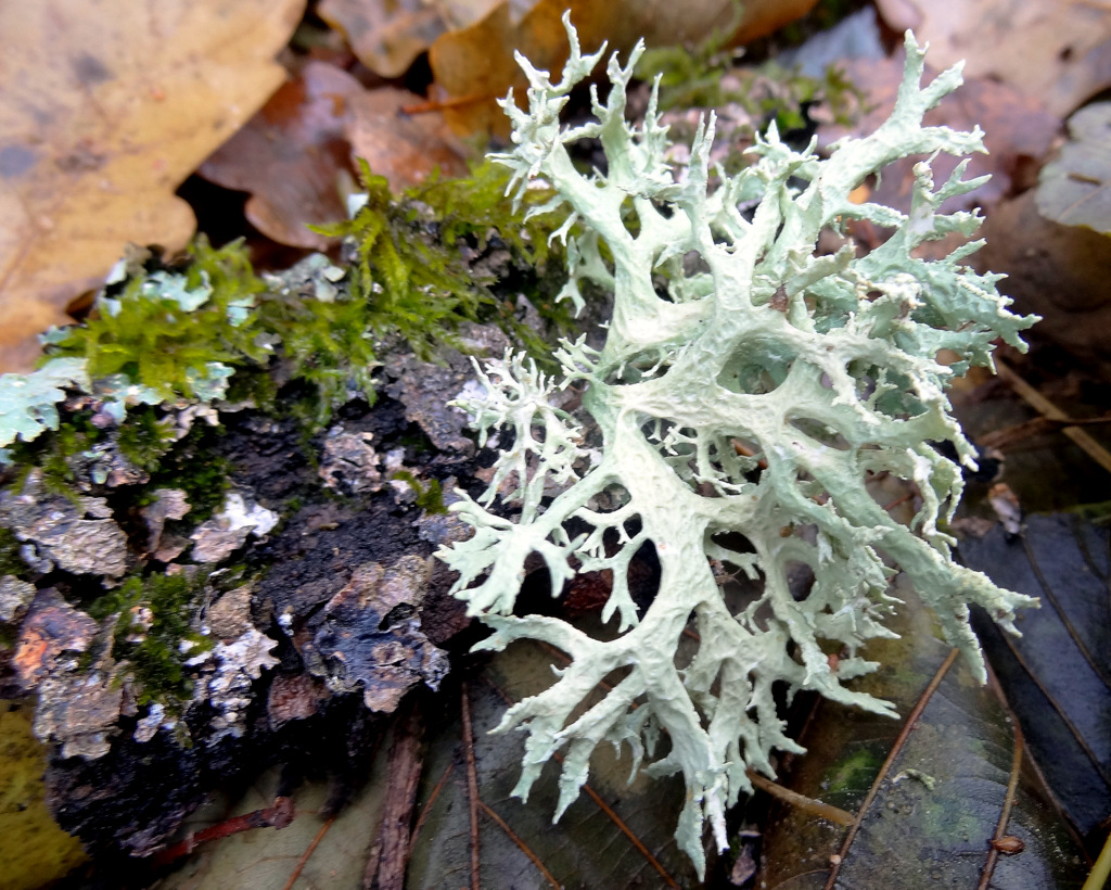 Image of Evernia prunastri specimen.