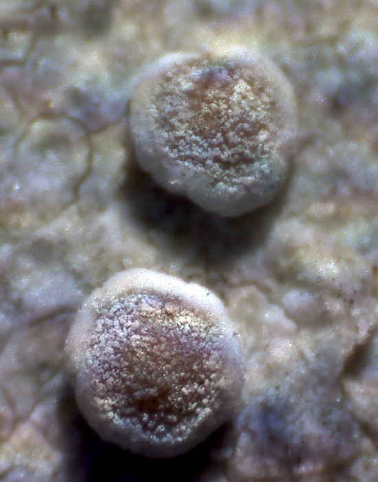 Image of genus Lecanora specimen.