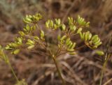 Peucedanum ruthenicum. Соплодие. Украина, г. Запорожье, о-в Хортица, северный берег, степной участок. 19.08.2016.