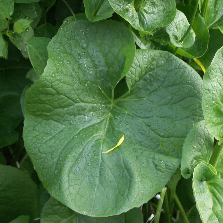 Image of Doronicum macrophyllum specimen.