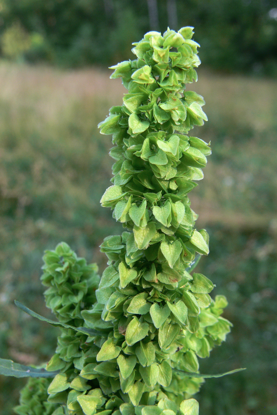 Изображение особи Rumex pseudonatronatus.