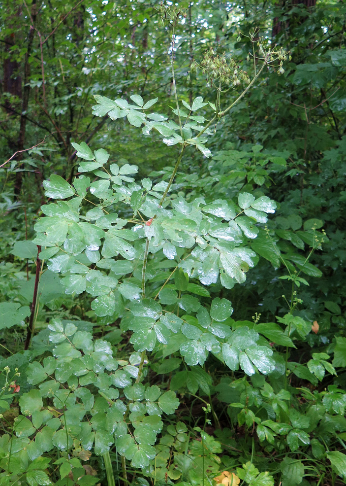 Изображение особи Thalictrum contortum.