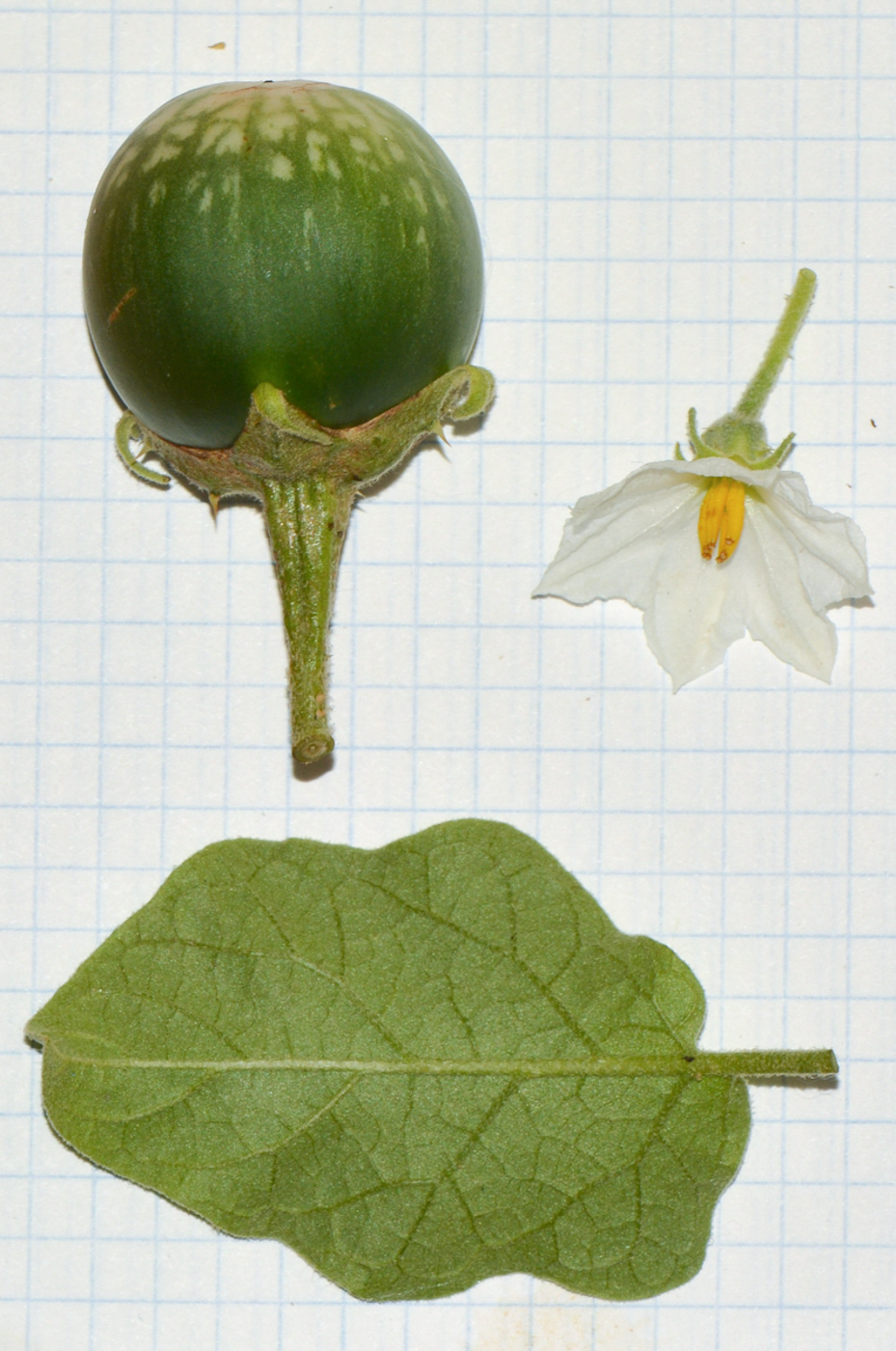 Image of Solanum undatum specimen.