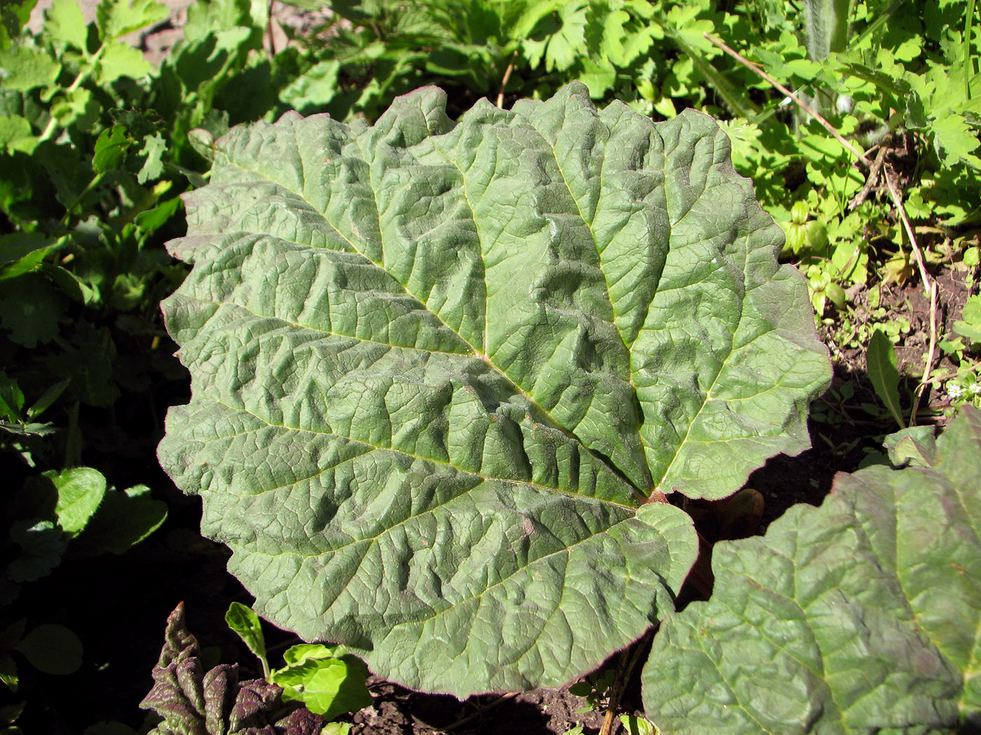 Image of Rheum rhabarbarum specimen.