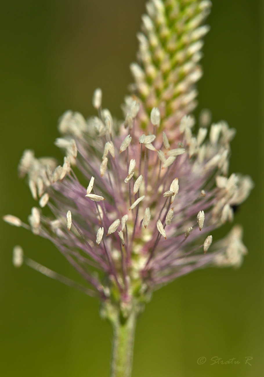 Изображение особи род Plantago.