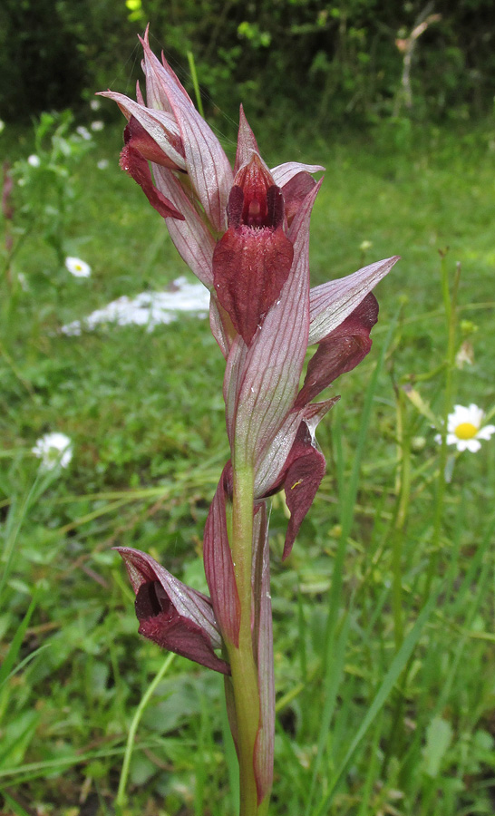 Image of Serapias orientalis ssp. feldwegiana specimen.