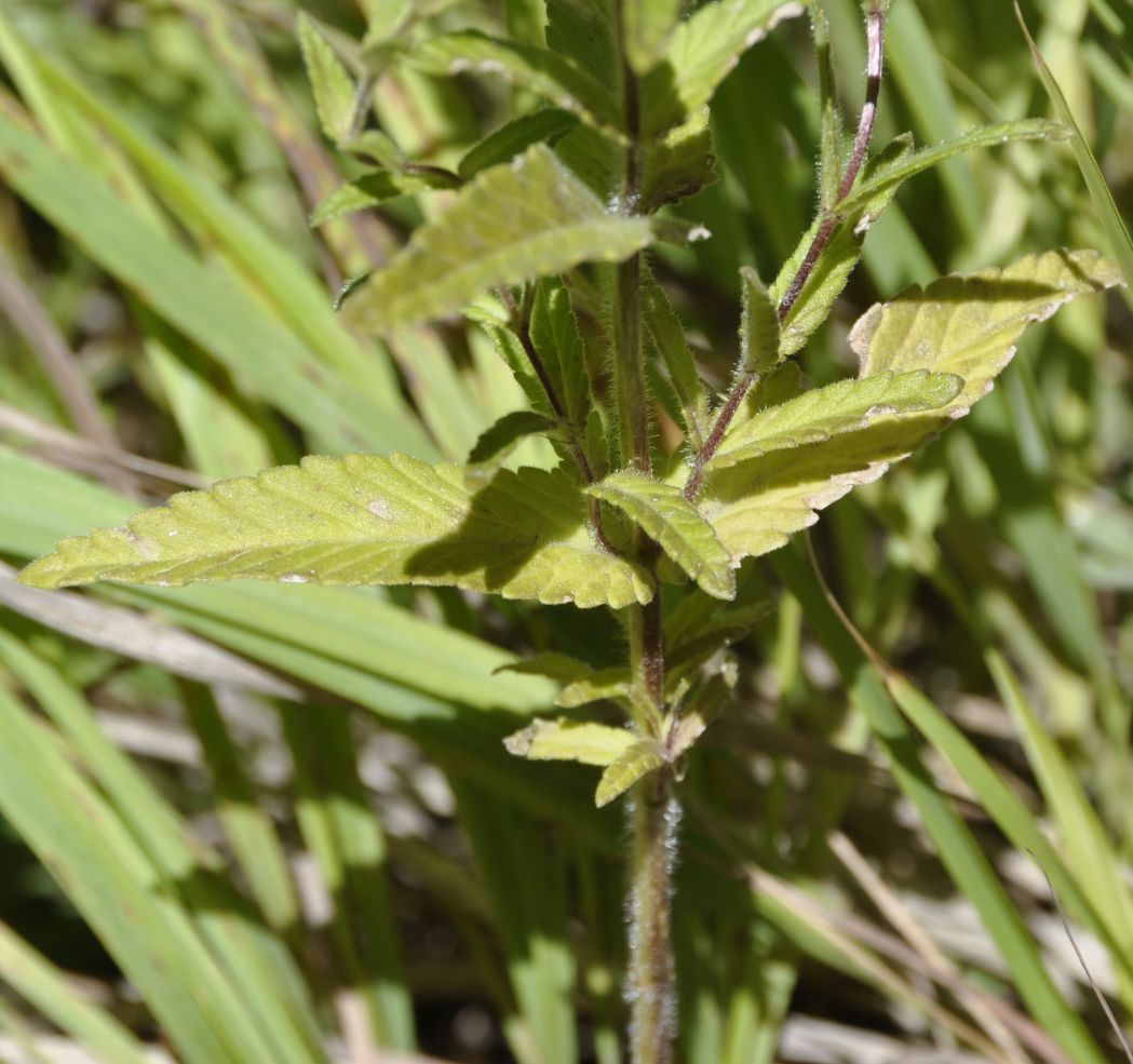 Изображение особи Rhinanthus rumelicus.