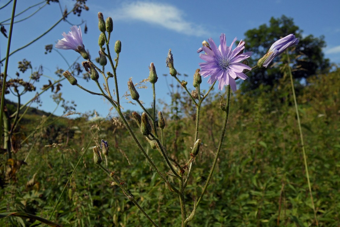 Image of Cicerbita macrophylla specimen.