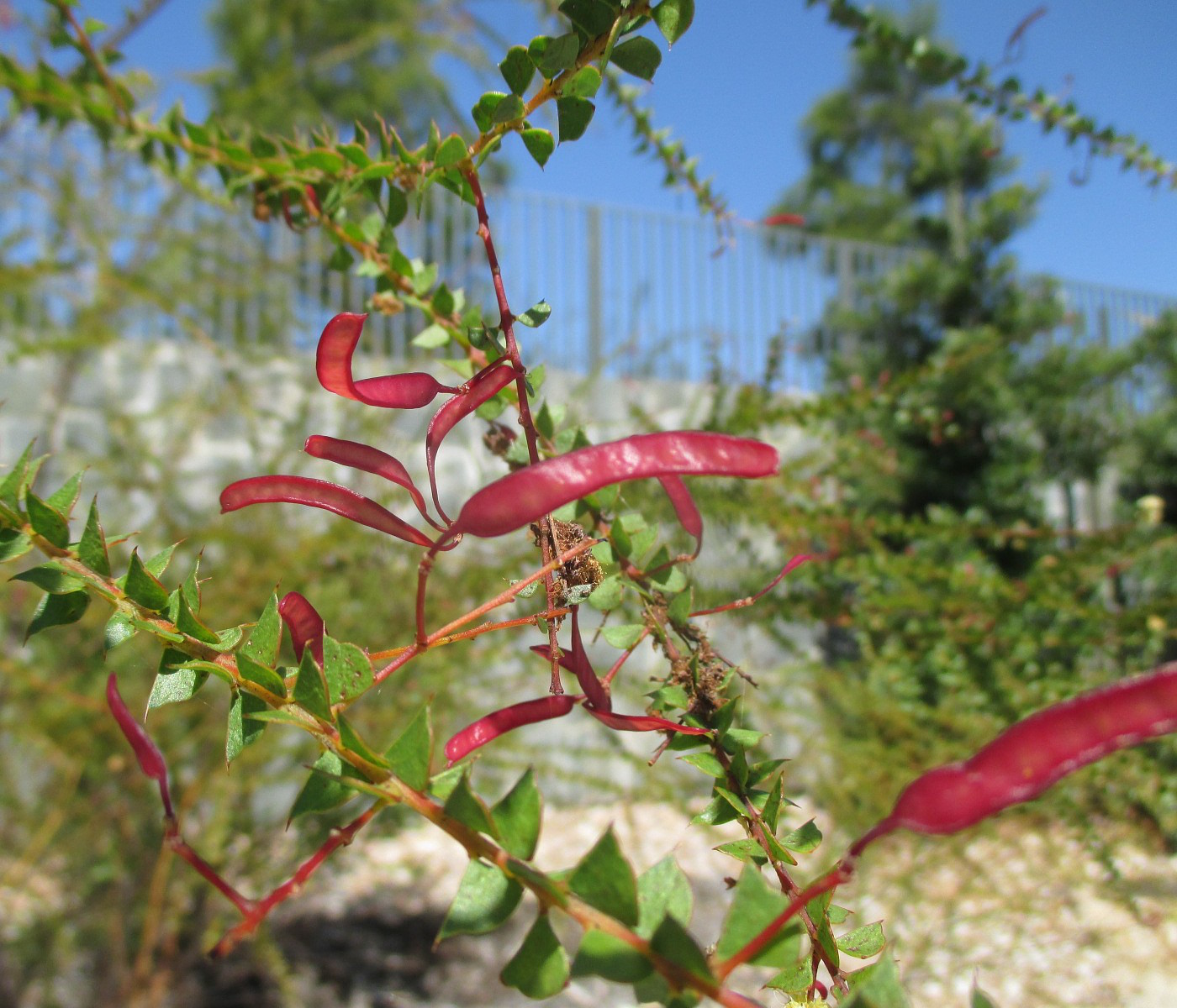 Image of Acacia hubbardiana specimen.