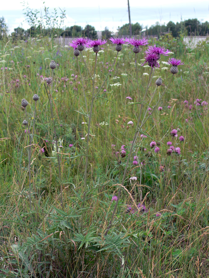 Image of Centaurea scabiosa specimen.