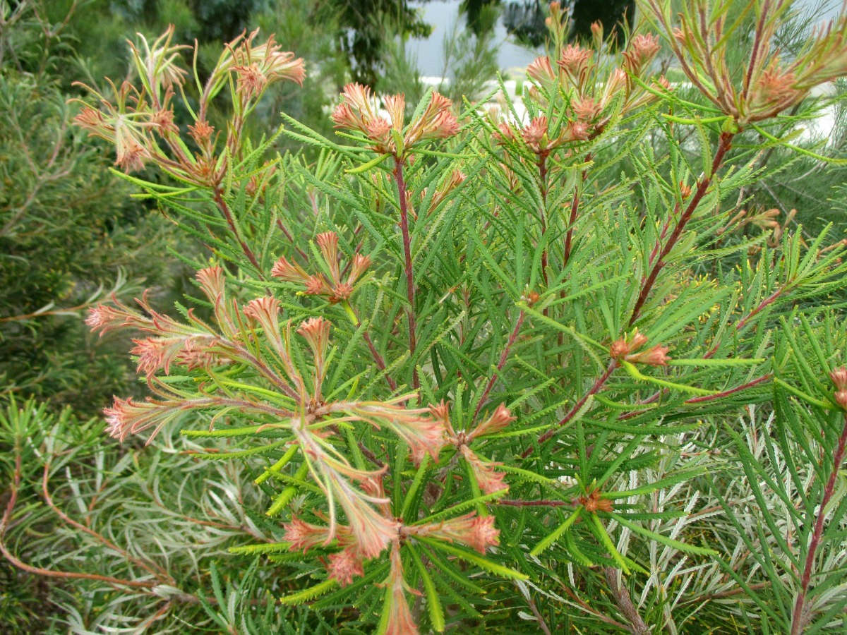 Изображение особи Banksia spinulosa.