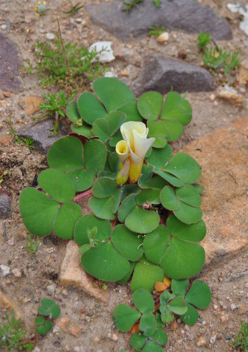 Изображение особи Oxalis luteola.