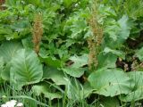 Rumex alpinus