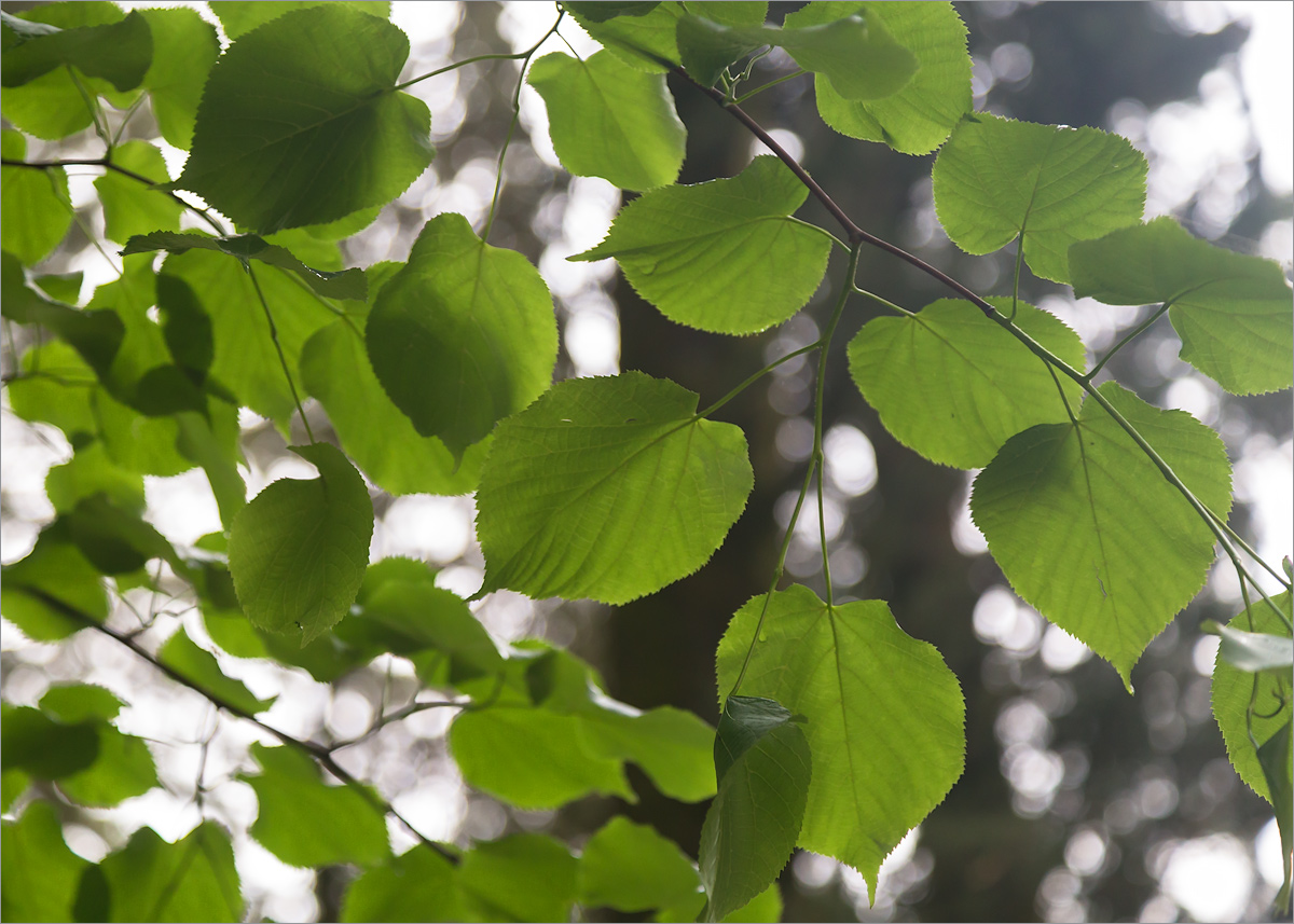 Image of Tilia begoniifolia specimen.