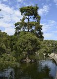 Taxodium distichum