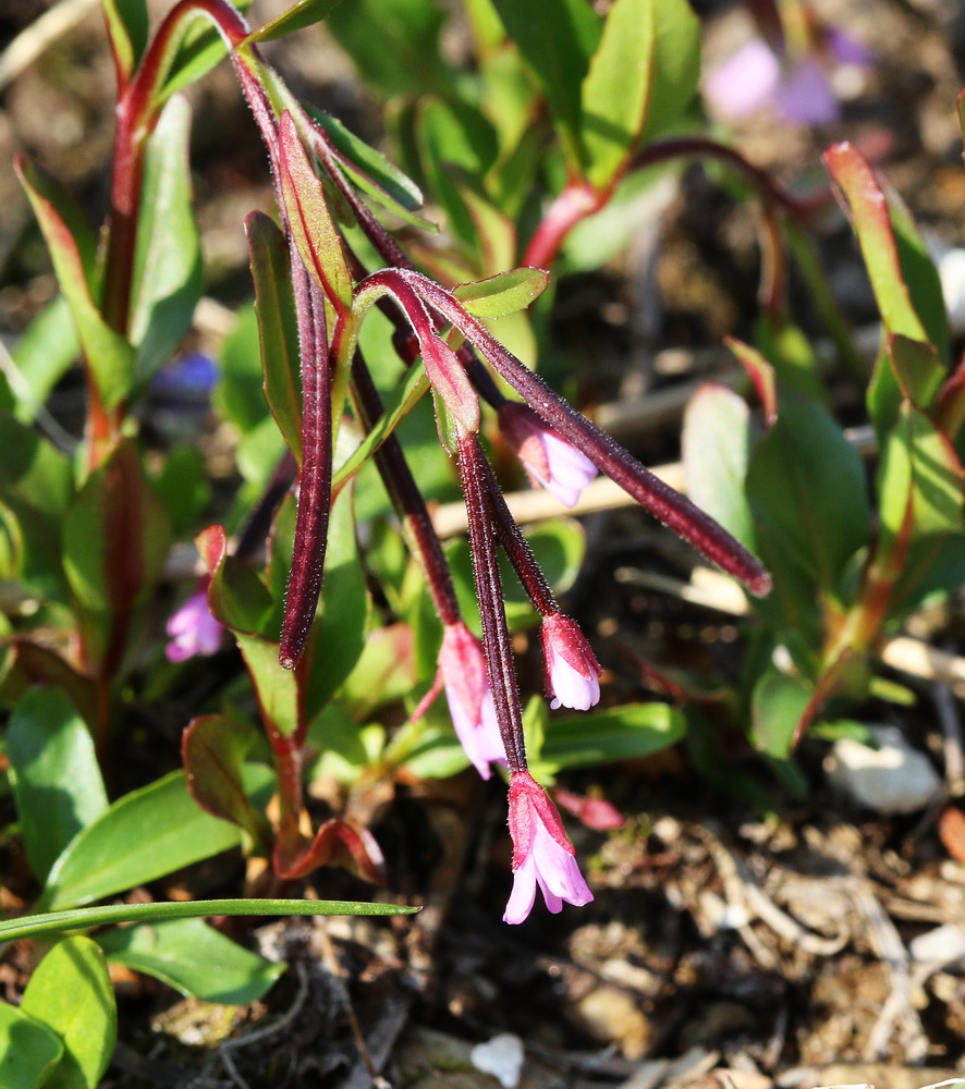 Image of Epilobium anagallidifolium specimen.