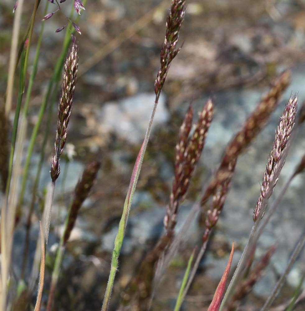 Image of Trisetum spicatum specimen.