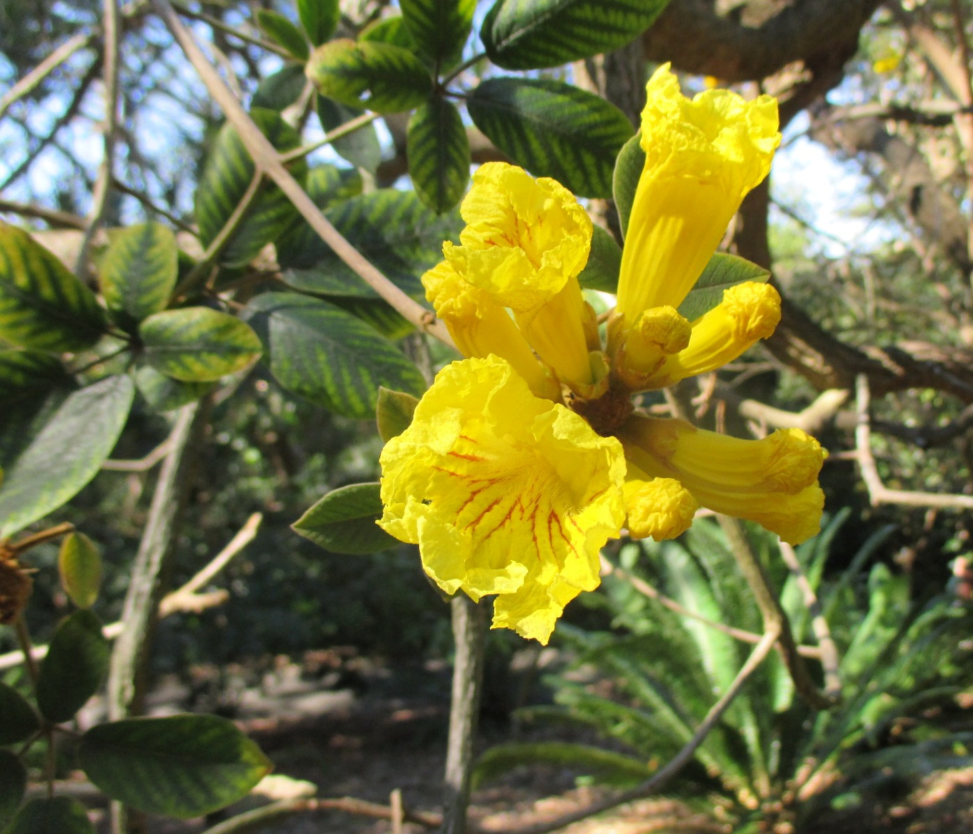 Image of Tabebuia ochracea specimen.