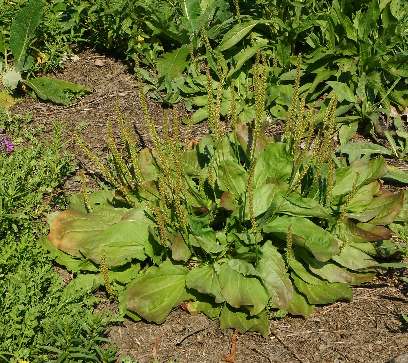 Image of Plantago major specimen.