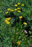 Senecio kolenatianus