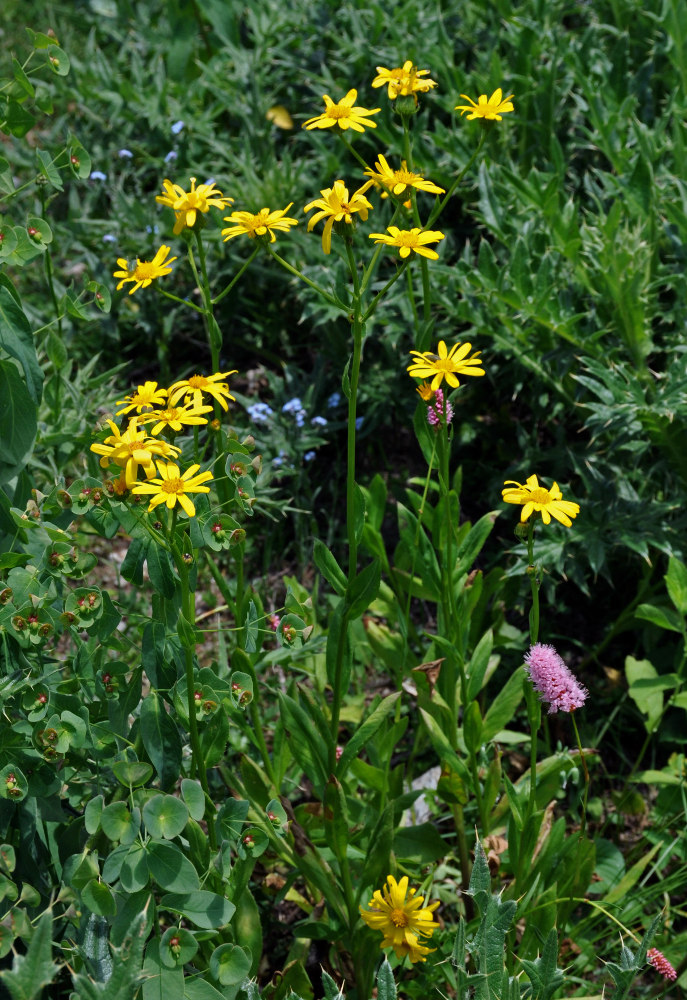 Image of Senecio kolenatianus specimen.