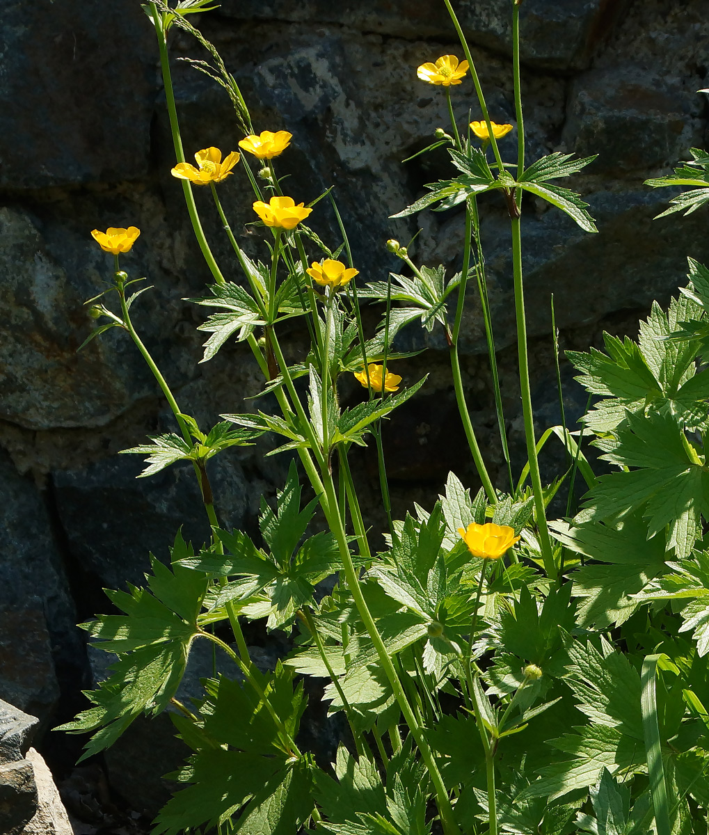 Image of genus Ranunculus specimen.