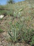 Leontodon asperrimus. Зацветающее растение. Дагестан, г. о. Махачкала, окр. с. Талги, склон горы. 15.05.2018.
