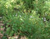 Geranium collinum